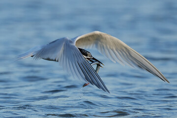 Sandwich tern (Thalasseus sandvicensis)