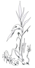 Wild weed. Weed plant in cartoon style.
Ink drawing.