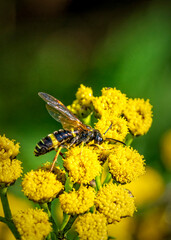 bee on yellow flower