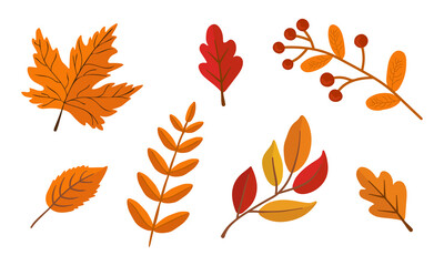 Set with fall leaves isolated on white background. Can be used for decoration of seasonal holiday cards.