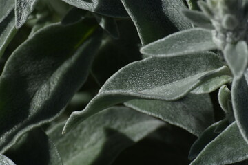 leaves background