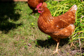 free running chickens