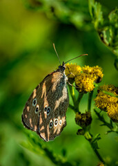 Obraz premium butterfly on a flower