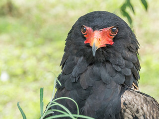 Bateleur (Terathopius ecaudatus) looks one in the eye