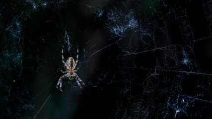 The spider spread out the morning nets.A predatory spider in its web has set up an ambush.