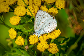 butterfly on flower