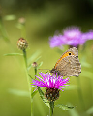 big ox-eye (butterfly) on a flower