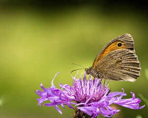 big ox-eye (butterfly) on a flower