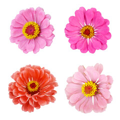 Zinnia pink and red flowers set on white isolated background.
