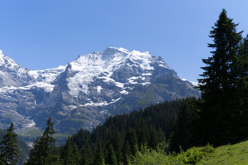 Mount Jungfrau (Virgin) at Bernese highland on a sunny summer day with blue sky background. Photo taken July 20th, 2021, Lauterbrunnen, Switzerland.