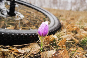 Spring snowdrop against the background of old foliage.