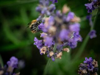 honeybee on a lavender blossom