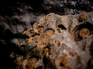 Devonian crinoids fossils in a greywacke stone © Mark Rosenfeld