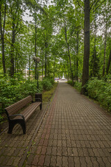 a bench in a green summer park