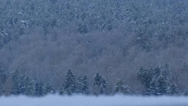Trees in a winter park during a blizzard, background view from above