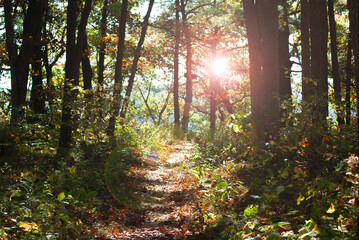 A FOREST PATH ON A SUNNY AUTUMN DAY