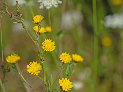 Bl&uuml;hendes Habichtskraut, Hieracium, im Sommer