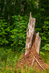 stump in the forest