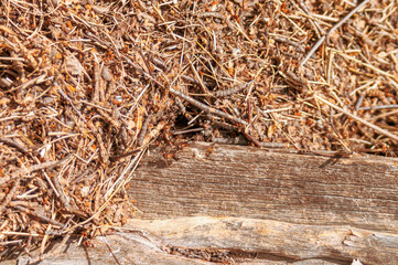 grass background