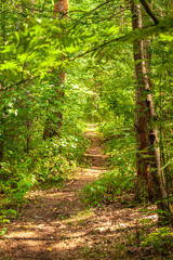 path in the forest