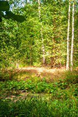 forest in the morning