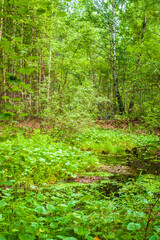 footpath in the forest