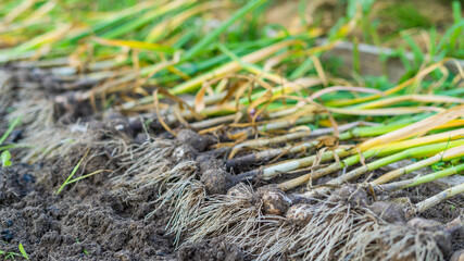 Fresh garlic is dried in the garden after being pulled from the soil