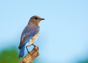 Obraz premium Eastern Bluebird (Sialia sialis) perched on a tree branch while searching for food for newly hatched Bluebird chicks.