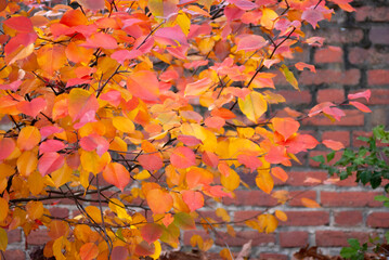 RED AND YELLOW LEAVES WITH A RED BRICK WALL AS BACKDROP