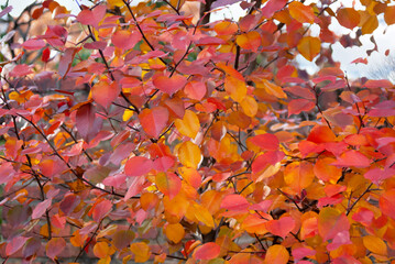 RED AND YELLOW LEAVES WHICH ARE BRILLIANT AGAINST AN AUTUMN SKY