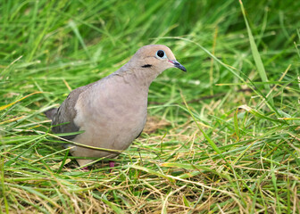 Mourning Dove (Zenaida macroura) standing in grass eating seeds.