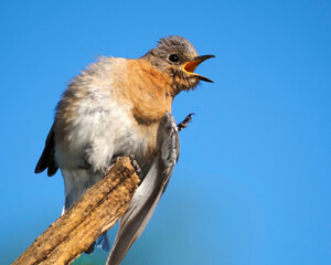 Eastern Bluebird (Sialia sialis) standing on a tree branch scratching under a clear blue sky.