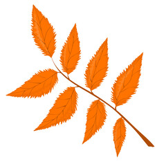 vector illustration of an autumn leaf isolated on a white background