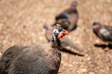 Guinea fowl walks in the park in the early morning.