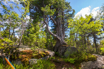 Fototapeta na wymiar Pine tree growing on a stone. Gornaya Shoriya. Russia