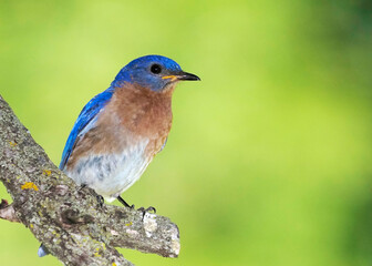 Eastern Bluebird (Sialia sialis) perched on a tree branch while searching for food for newly hatched Bluebird chicks.