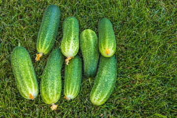 Close up view of the harvest of cucumbers lying on the green grass. Healthy food concept. Beautiful green nature backgrounds. Sweden.