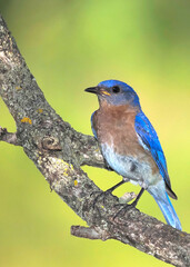 Eastern Bluebird (Sialia sialis) perched on a tree branch while searching for food for newly hatched Bluebird chicks.