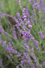 Tender lavender on the sunset. The colour is vivid and warm from the sun beams. Bokeh background creates a majestic vibe.