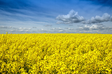 Pole rzepaku