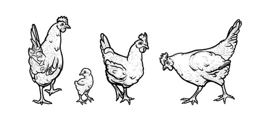 Fototapeta na wymiar Hens and chicken living in the organic farm. Hens with cockscomb isolated in white background. Hand drawn vector illustration