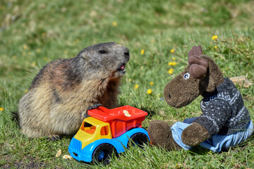 Murmeltier, Murmeltiere, Mankei, Munggen, Nagetier, Erdhörnchen, Marmotini, Murmel,...