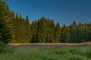 Color morning meadows and forests near Stozec village in summer