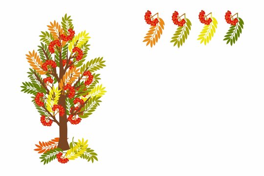 Rowan, a bright multicolored tree with berries and autumn leaves on a white background for printing and design on paper and textiles