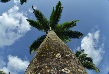 
the only palm trees on the beach