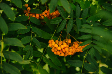 Orange rowan brushes hang on a branch. A beautiful green bush in the garden.