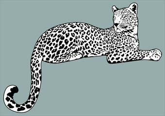 Leopard vector detailed illustration. Jaguar drawing