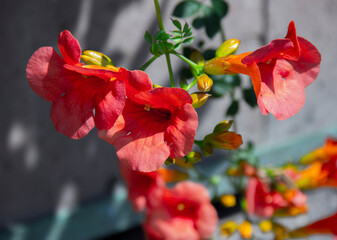 Trumpet flowers bloom in the garden
