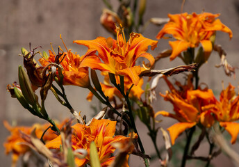 Beautiful big orange Lily macro.