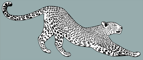 Leopard vector detailed illustration. Jaguar drawing
